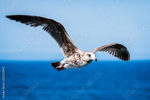 Obraz Seagull in flight