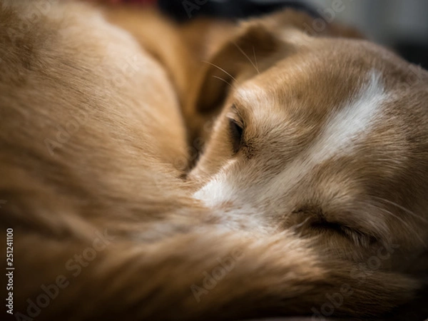 Obraz Sleeping Dog, Cute Puppy Curled Up, Close Up