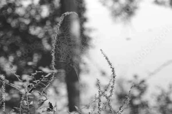 Obraz toile d'araignée sur l'oust