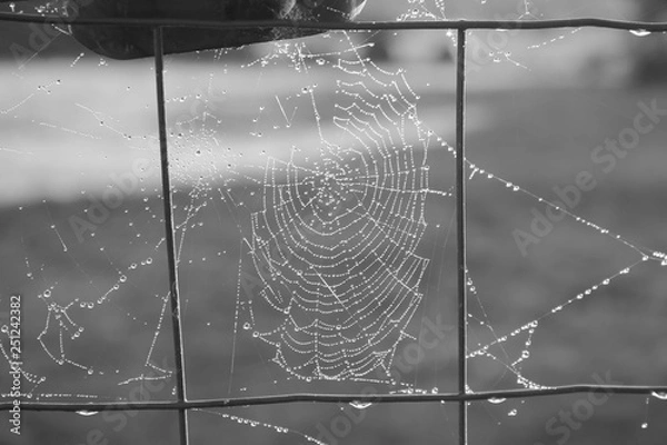 Obraz toile d'araigné