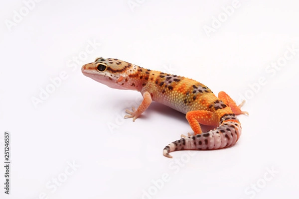 Obraz Leopard Gecko on white background