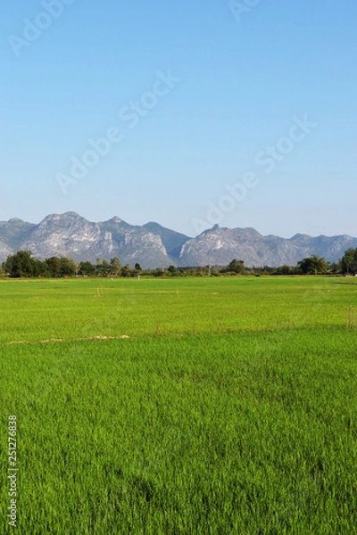 Fototapeta Green rice field crop with mountain and blue sky in background , Agriculture in Thailand