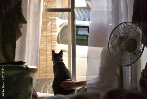 Fototapeta 猫