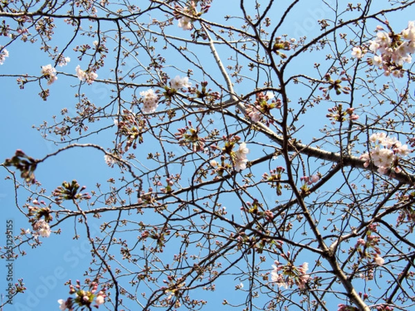Fototapeta 春・満開の桜