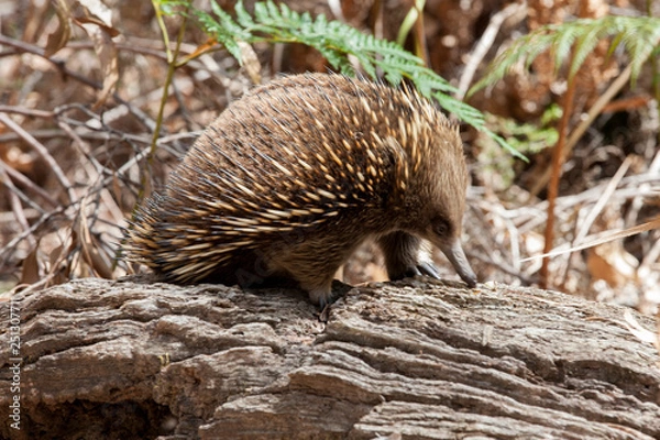 Fototapeta A closeup look at a short beaked echidna (Tachyglossus aculeatus) or spiny ant eater as it looks for ants and termites in a rotting log.