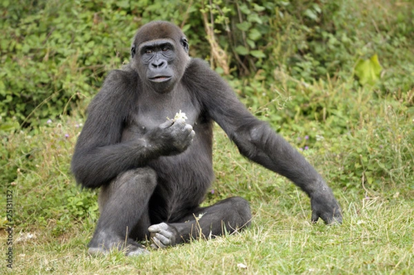 Fototapeta Jeune gorille