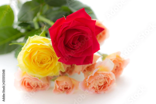 Fototapeta 薔薇の花