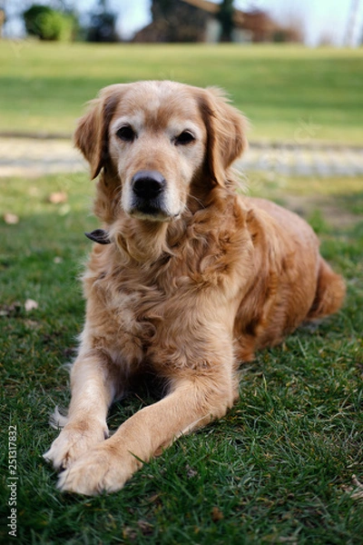 Obraz Golden Retriever