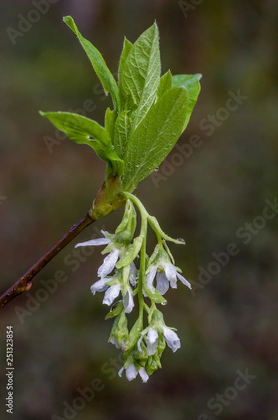 Obraz Spring flowers of Indian Plum (Oemleria cerasiformis). The fruit turns orange and then black when fully developed.