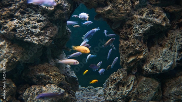 Obraz lake tanganyika scenery with a lot of colorful fish cichlids
