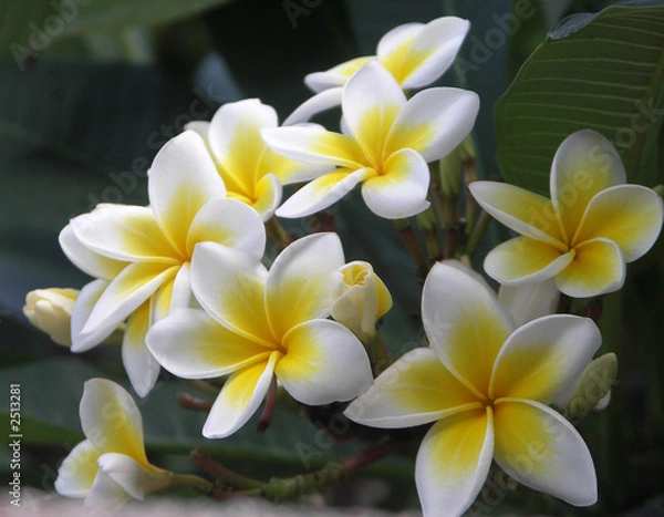 Fototapeta oranges améres