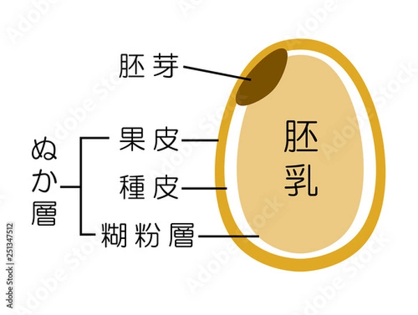 Obraz 玄米のしくみ