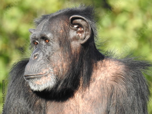Obraz chimpanzee monkey