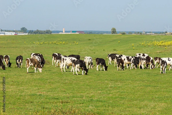 Fototapeta A herd of young cows and heifers grazing in a lush green pasture of grass on a beautiful sunny day. Black and white cows in a grassy field on a bright and sunny day