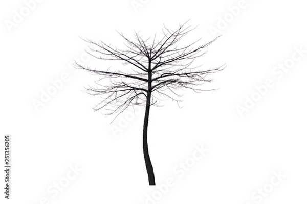 Obraz Dead tree isolated on white background Suitable for use.