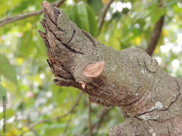 Obraz Tronco - natureza