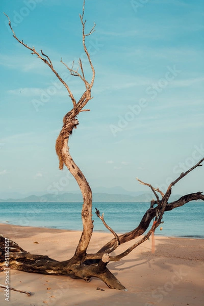 Obraz tree on the beach