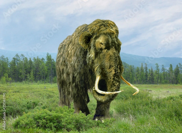 Obraz  Mammoth in the summer.
