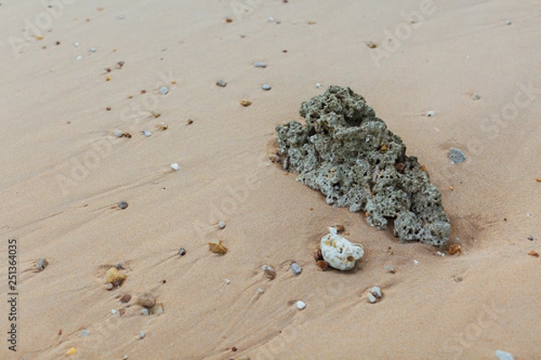Obraz shell on the beach