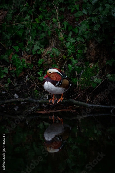 Fototapeta Mandarinente vor Efeu
