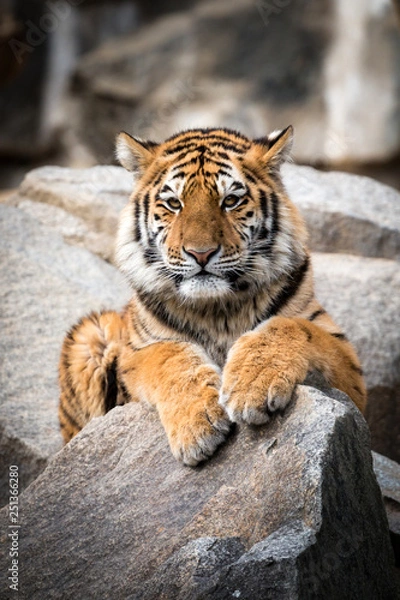 Fototapeta anmutiger tiger