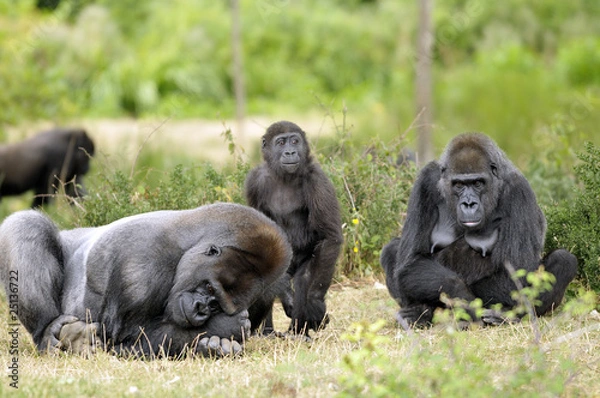 Fototapeta Famille gorille