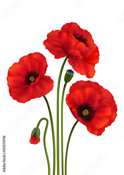 Obraz Poppy flowers
