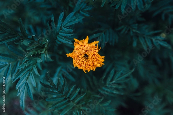 Obraz christmas star