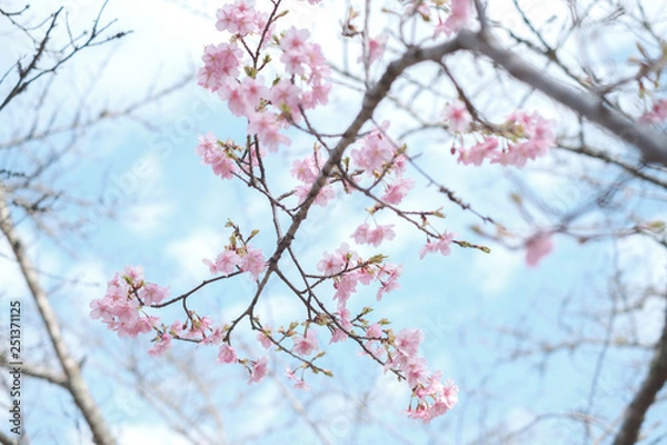 Fototapeta 淡い河津桜