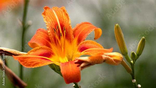 Fototapeta Daylily