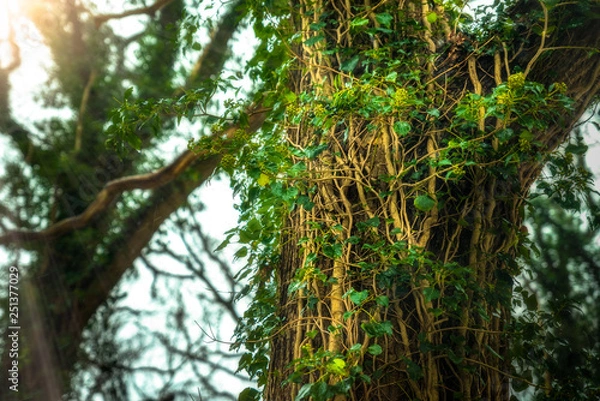 Fototapeta Trees covered in vines with evening light