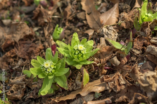 Obraz フキノトウ