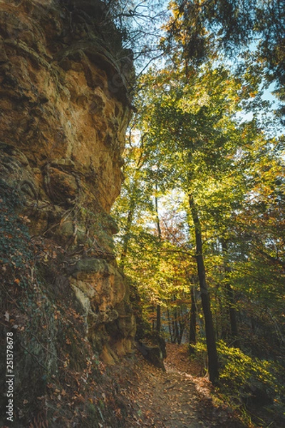 Fototapeta Sunny fall forest on autumn day with bright colors and path leading through it