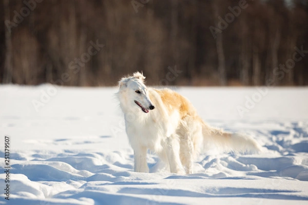 Fototapeta Young and beautiful russian borzoi dog or wolfhound standing on the snow in the field in winter