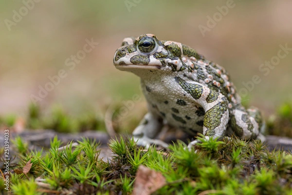 Obraz Green toad Bufotes viridis, also Pseudepidalea or Bufo in Czech Republic