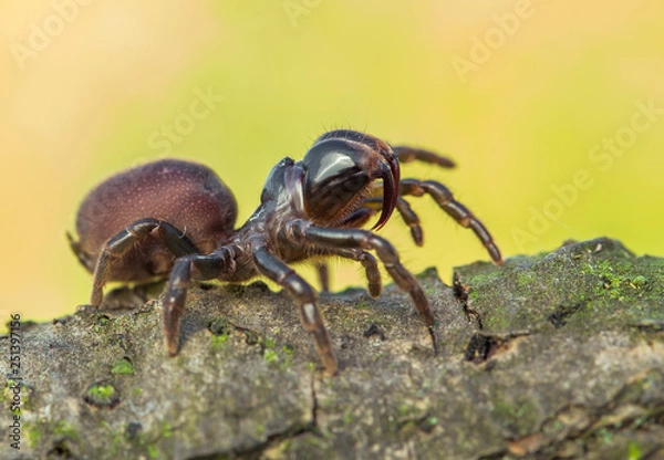 Obraz Brown spider Atypus muralis in Czech Republic