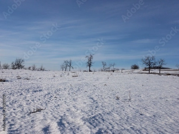 Obraz winter landscape with snowy trees and snow