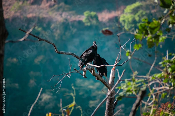 Fototapeta Dos aves.