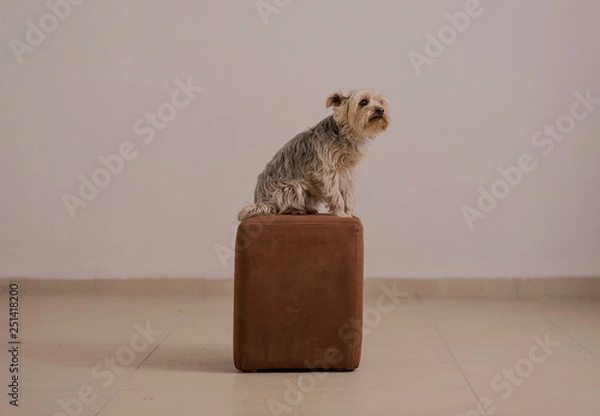 Fototapeta Yorkshire Terrier in Studio