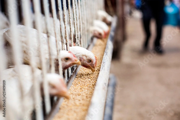 Obraz hens eating feedhens