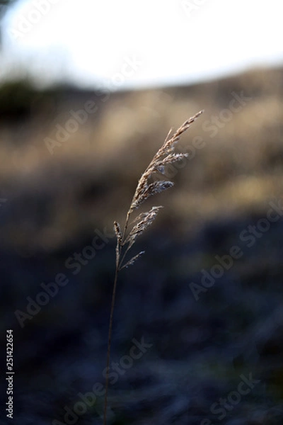 Fototapeta macro bent