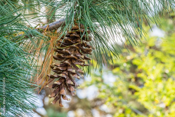 Obraz Western white pine cone on branch