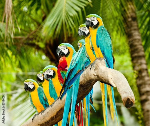 Obraz group of macaw