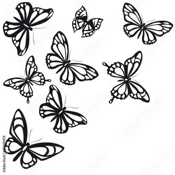 Obraz black butterfly, isolated on a white