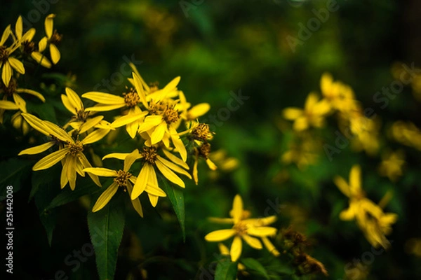 Obraz yellow flowers