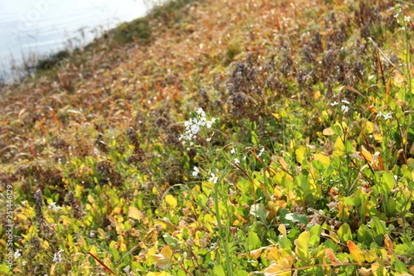 Fototapeta ヒメジョオン