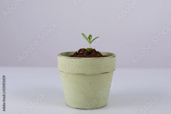 Fototapeta ecology plant