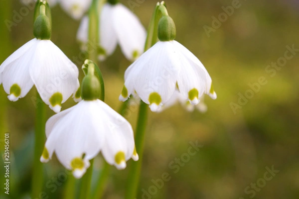 Obraz The first spring flowers. White snowdrops close up.