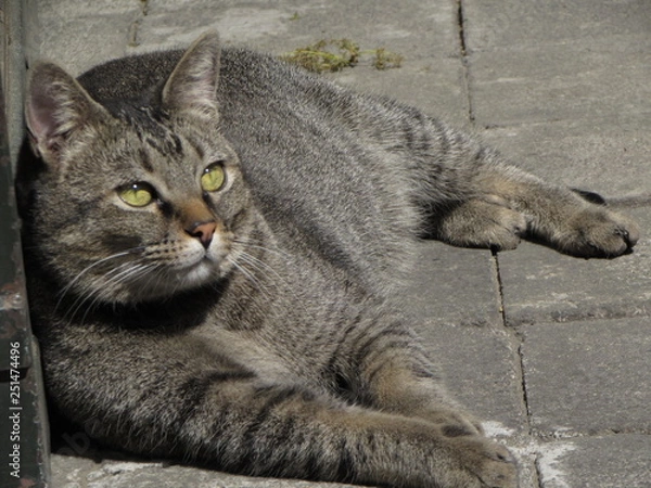 Fototapeta lying down fat cat