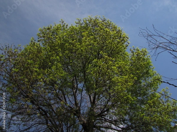 Obraz old lush jacaranda tree